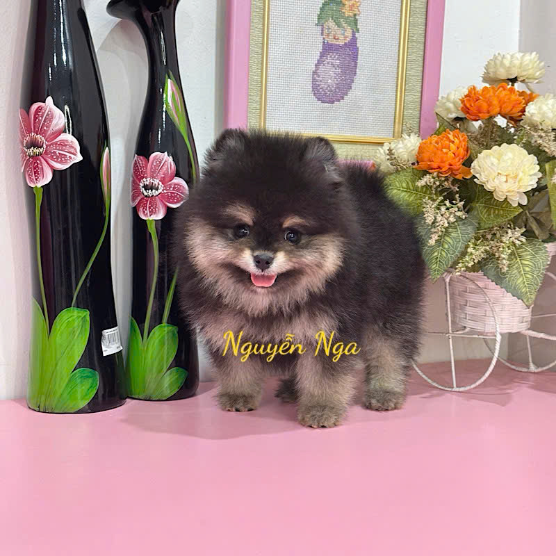 Chó Phốc Sóc - PST16005