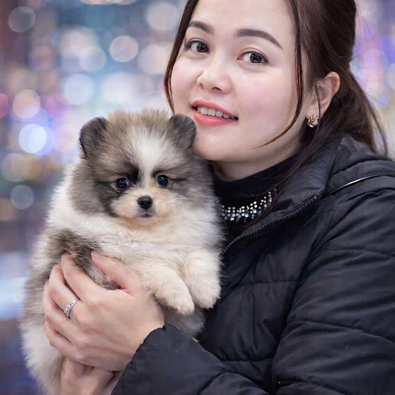 Chó Phốc Sóc - PST 16008