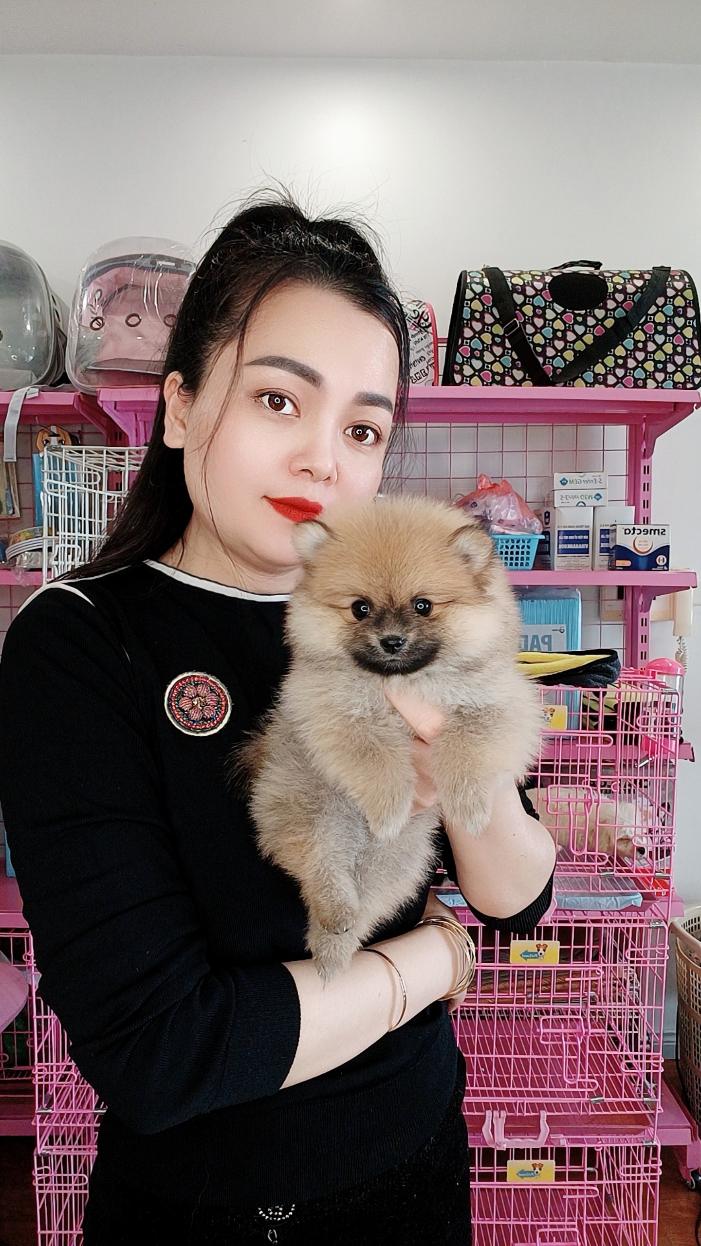 Chó Phốc Sóc - PST 16001