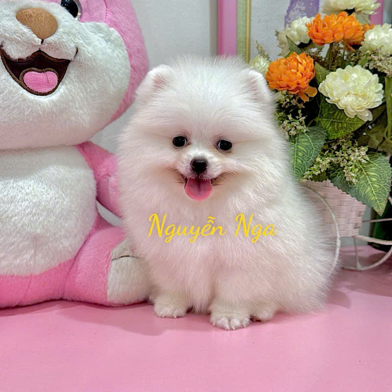 Chó Phốc Sóc - PSV16007