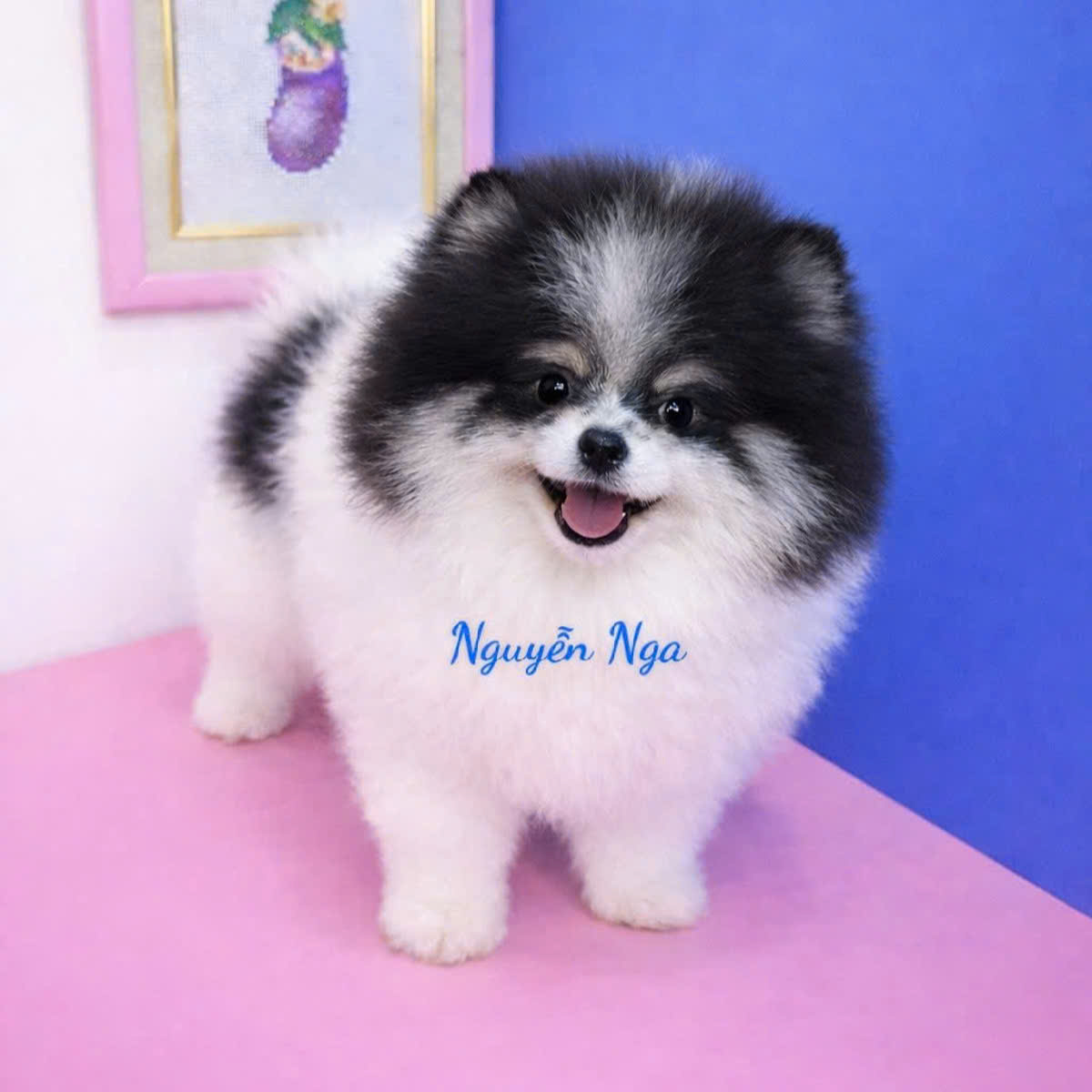 Chó Phốc Sóc Panda