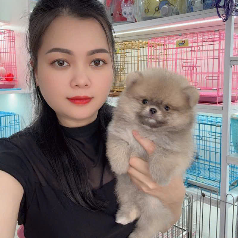 Chó Phốc Sóc - PST 16010