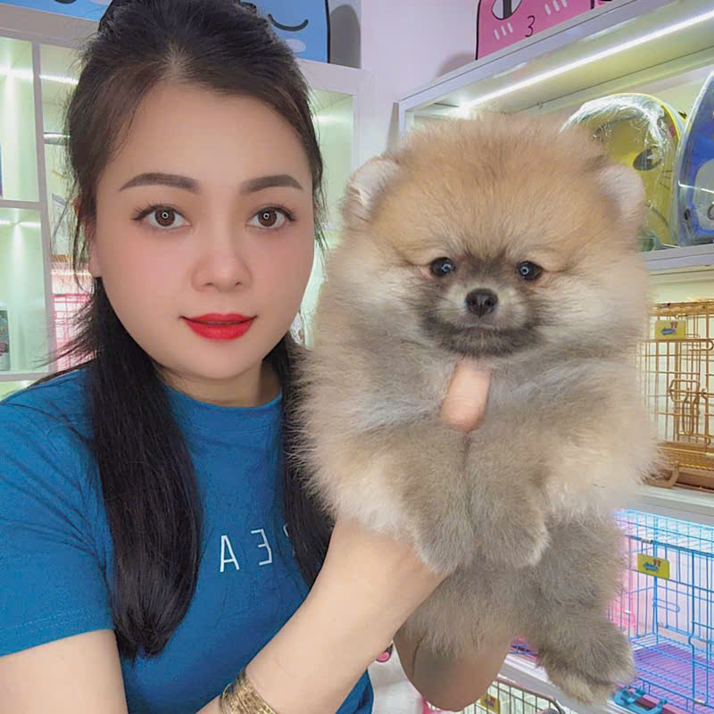 Chó Phốc Sóc - PSV16014