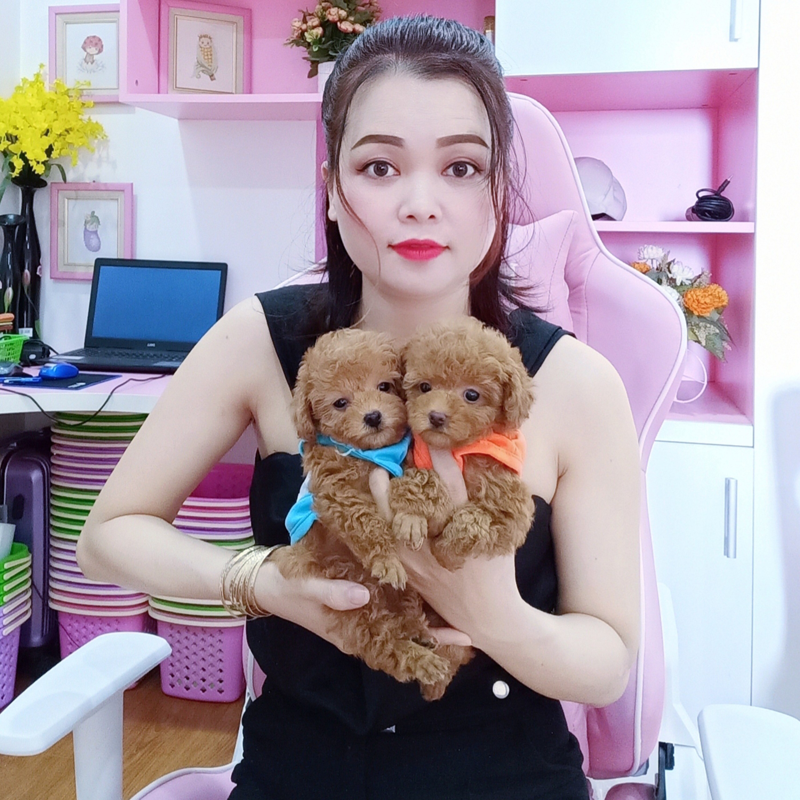 Chó Poodle – PM 16890