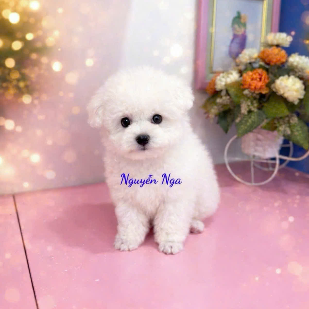 Chó Poodle Trắng - PDT 15019