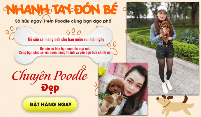 mua-cho-poodle