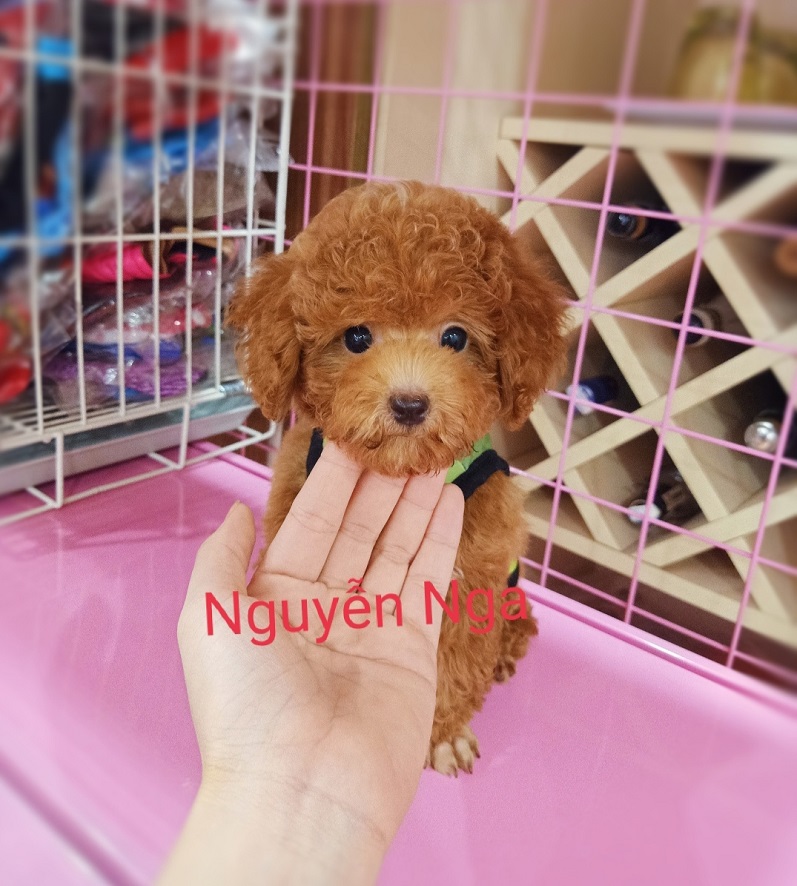 Chó Poodle - PV 15010