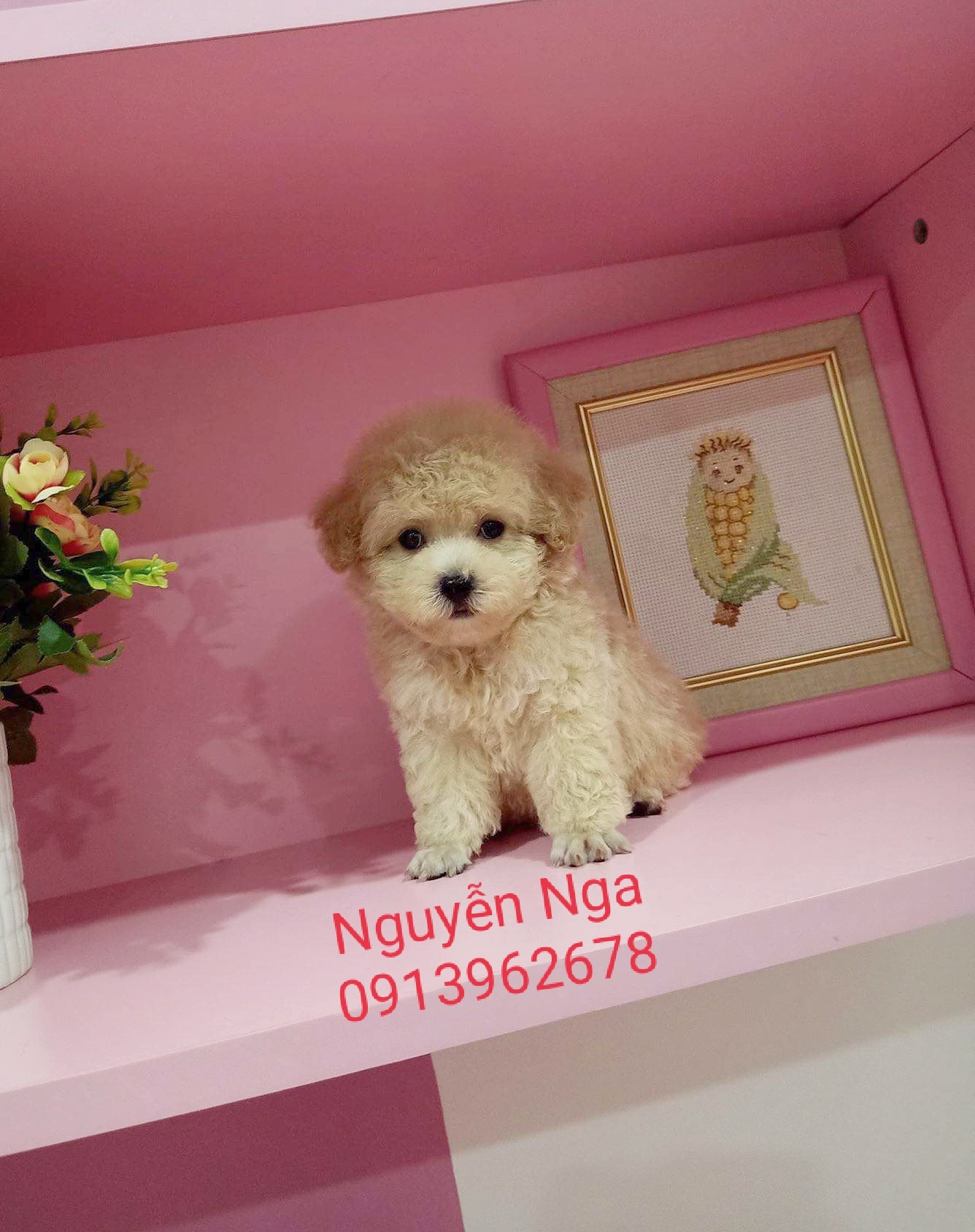 Chó Poodle - PM 15009