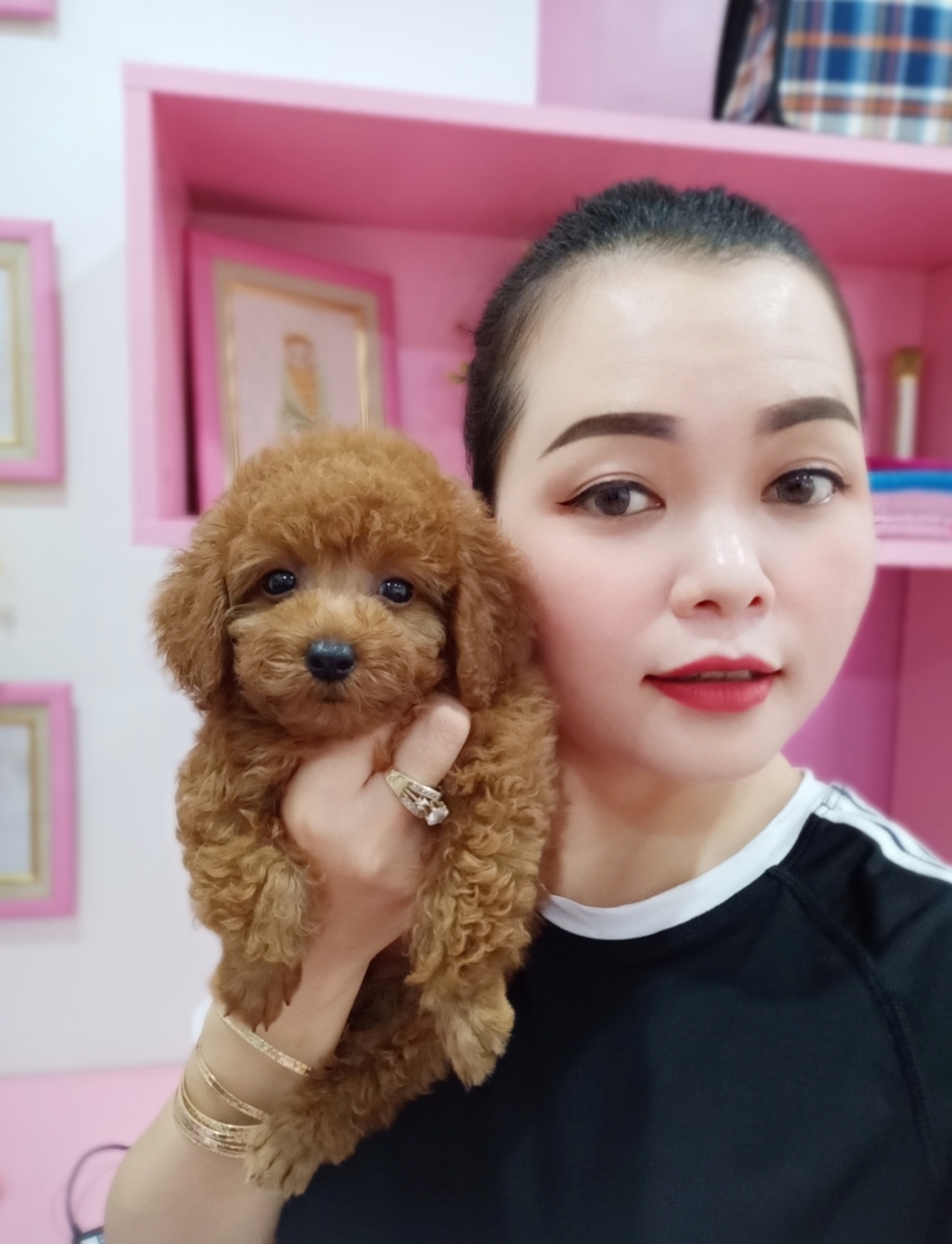 Chó Poodle – PM 16890