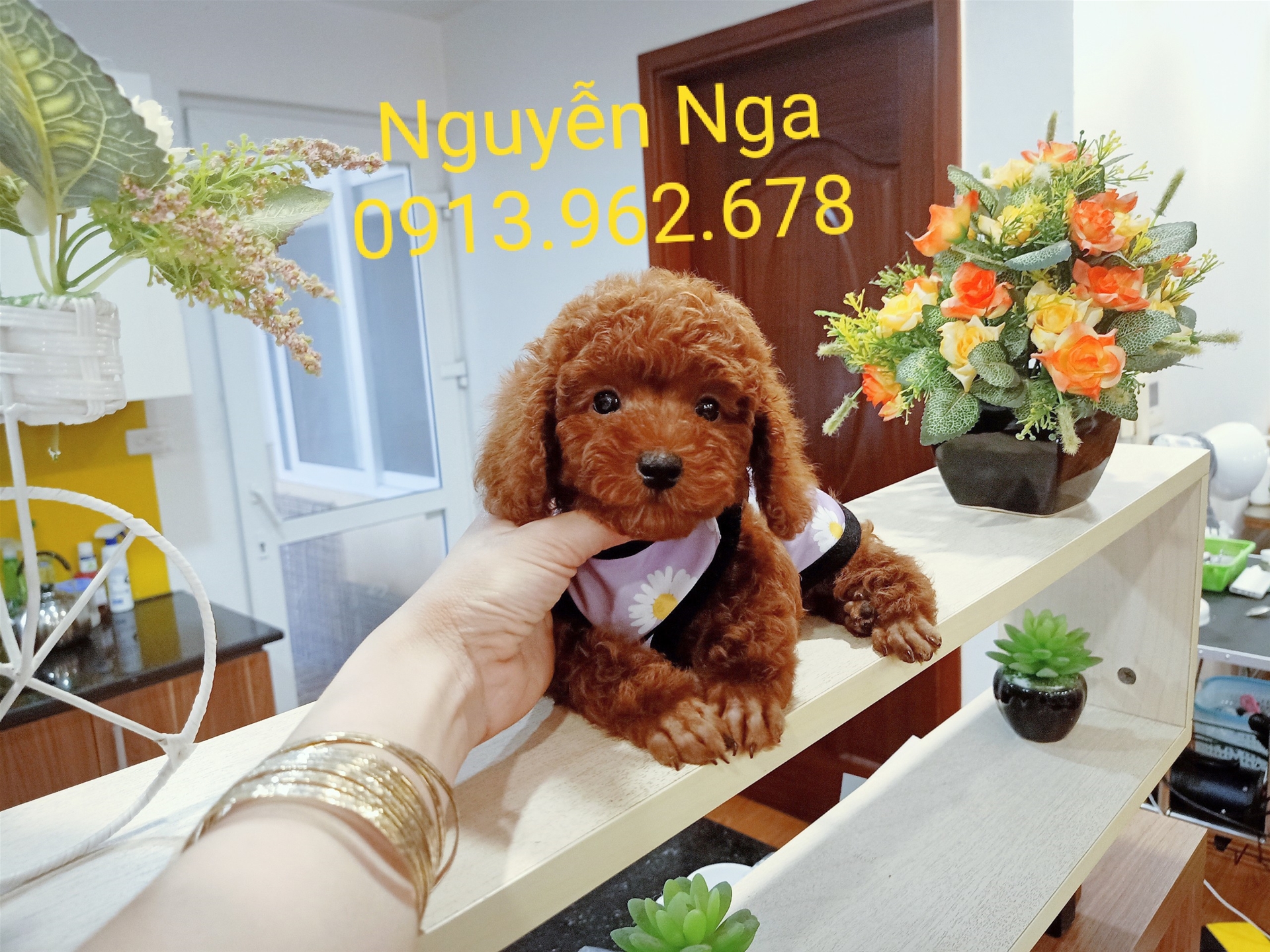 Chó Poodle - PV 15012