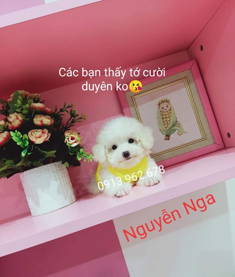 Chó Poodle - TT 16200