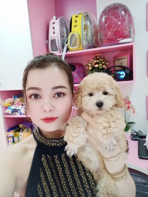 Chó Poodle Đẹp Tại Shop Chó Cảnh Nguyễn Nga