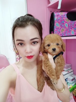 Chó Poodle - PM 15006