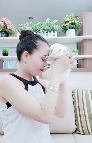 Chó Poodle - PM 15006