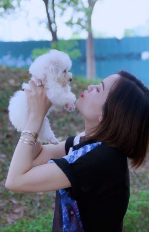 Chó Poodle - PM 15006