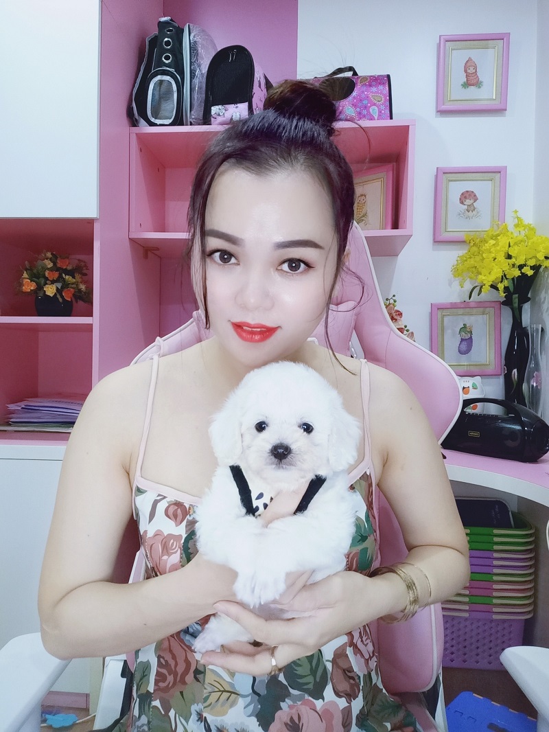 Chó Poodle - PM 15006