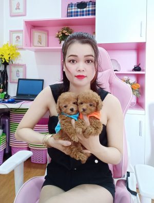 Chó Poodle - PM 15006