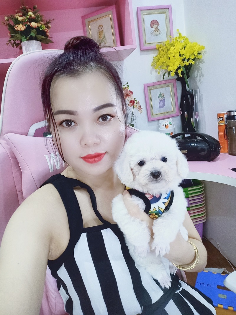 Chó Poodle - PM 15006