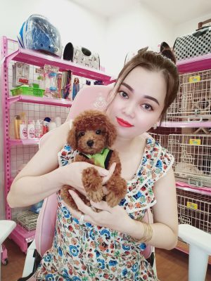 Chó Poodle - PM 15006