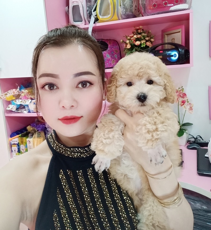 Chó Poodle - PM 15006