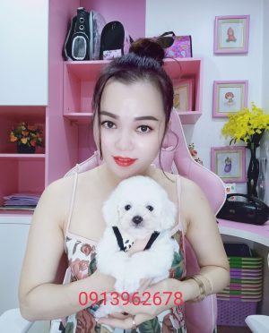 Chó Poodle Đẹp Tại Shop Chó Cảnh Nguyễn Nga
