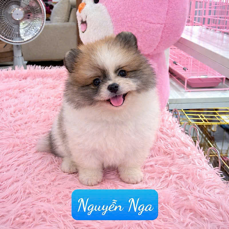 Chó Phốc Sóc - PSV 16007