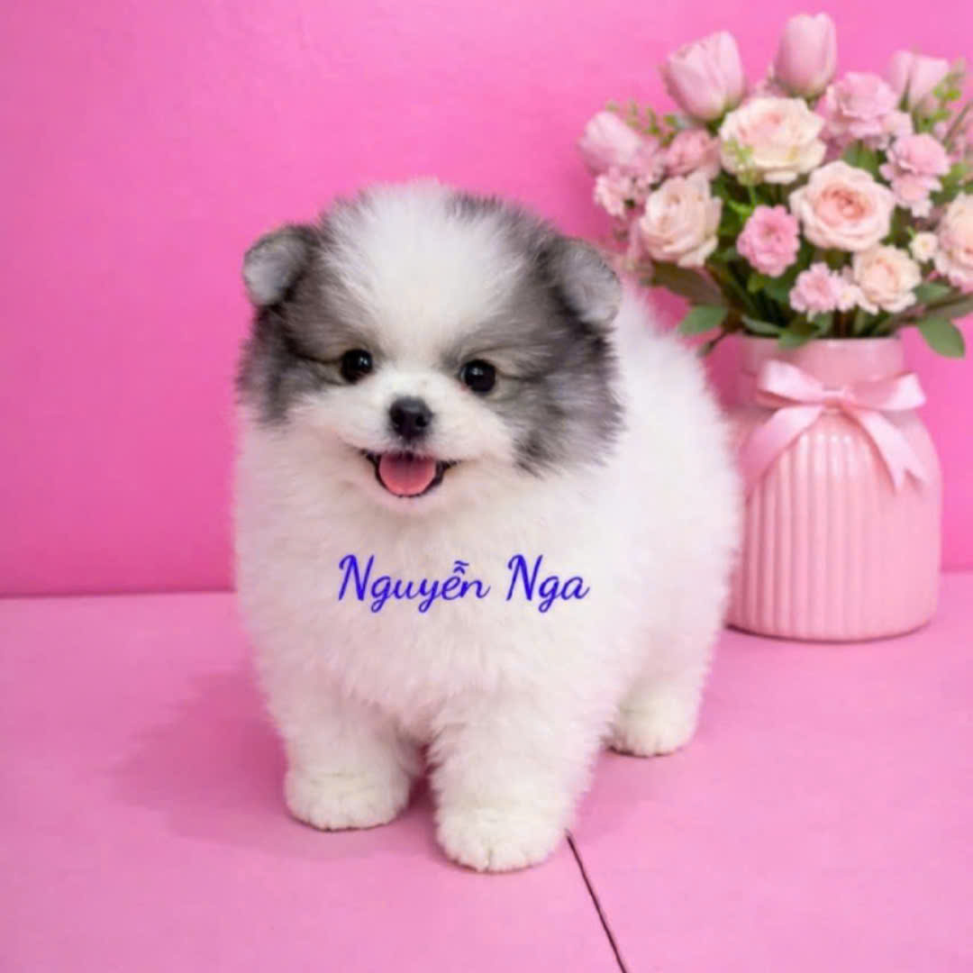 Chó Phốc Sóc - PSPT 17138