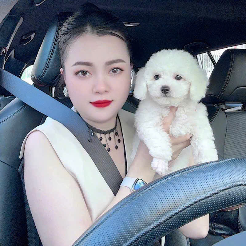 Chó Poodle Trắng - PDT 2307