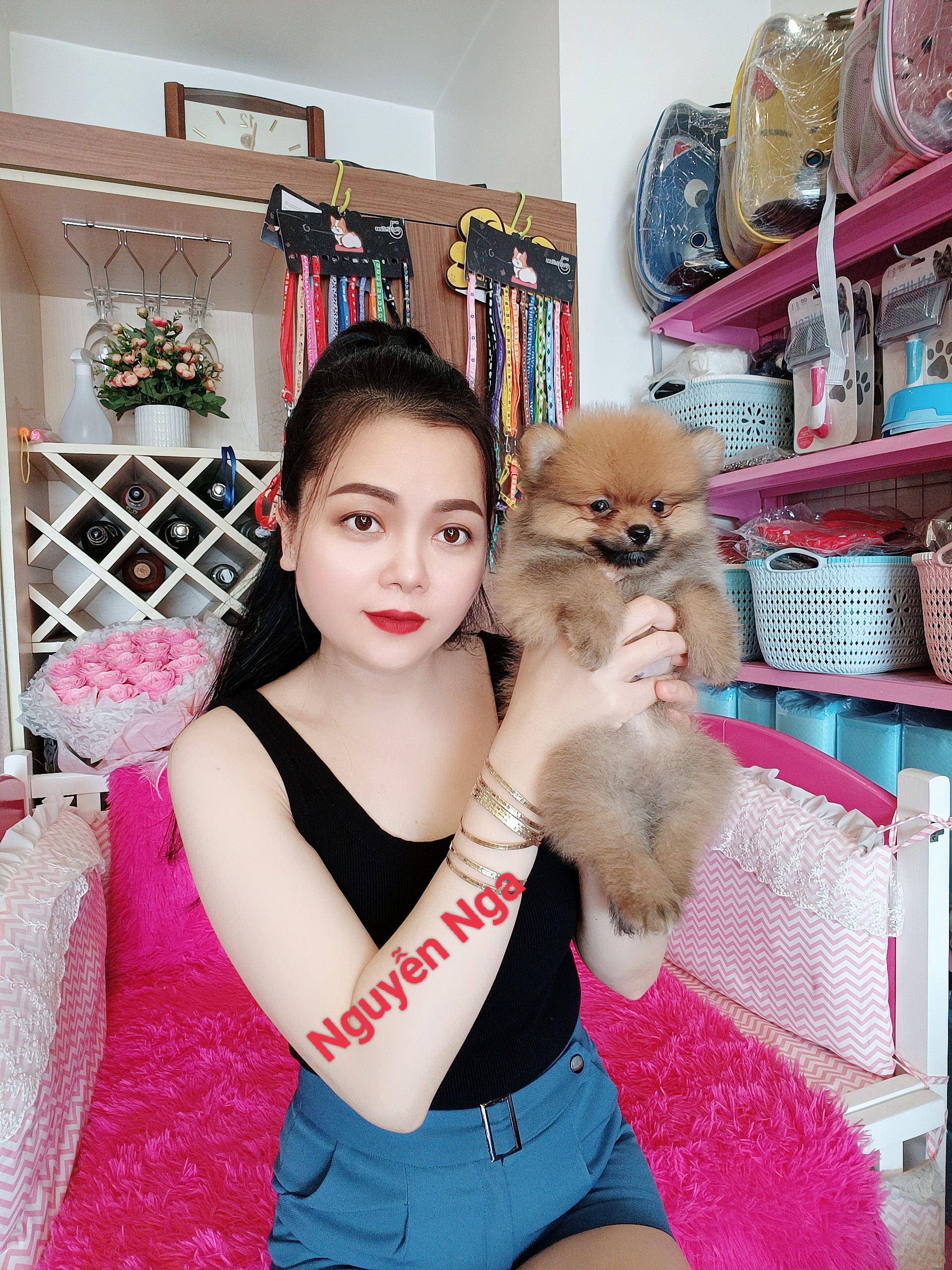 Chó Phốc Sóc Party Thuần Chủng -Mua Phốc Sóc Đẹp Tại Hà Nội