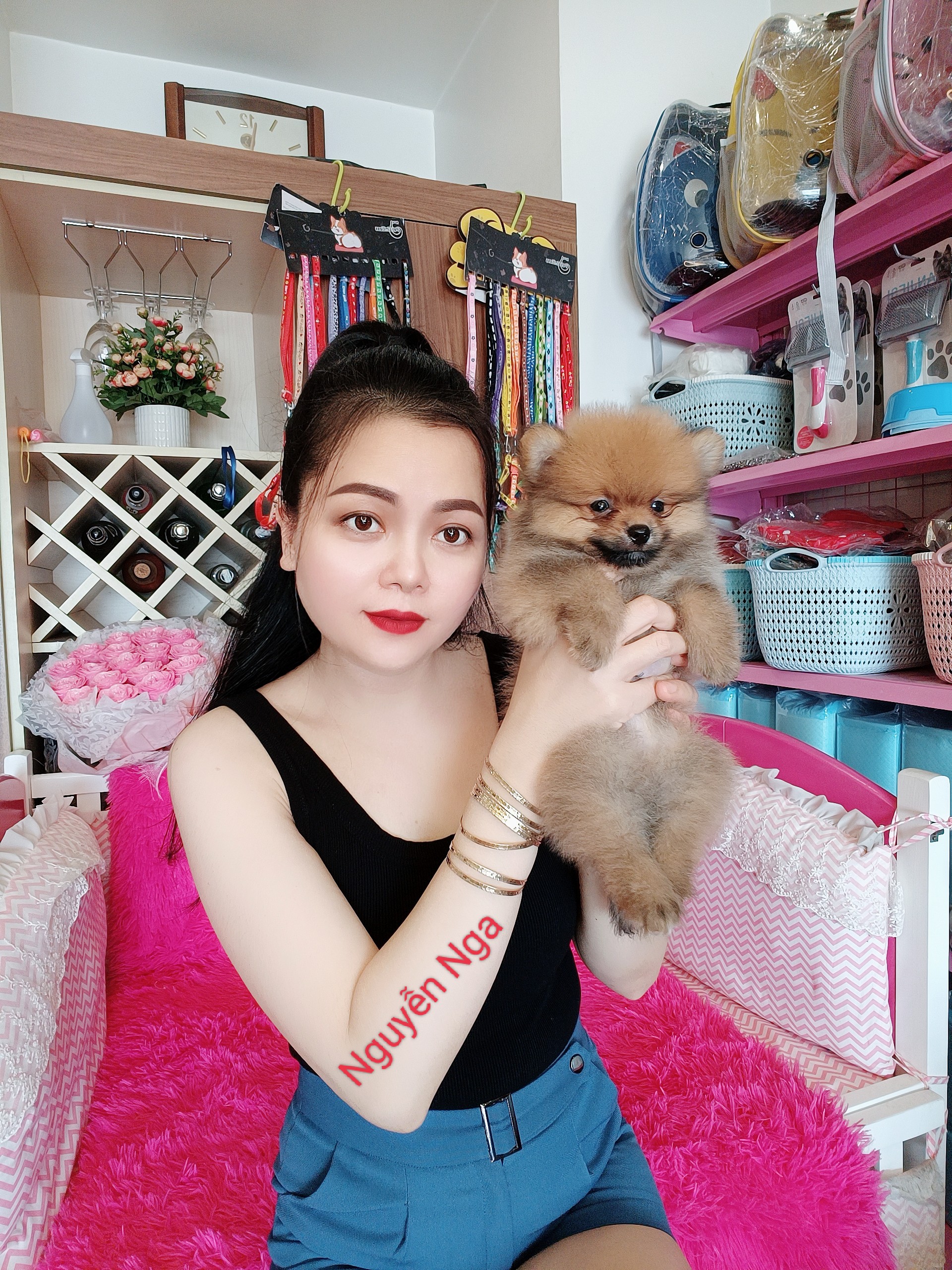 Chó Phốc Sóc Party Thuần Chủng -Mua Phốc Sóc Đẹp Tại Hà Nội